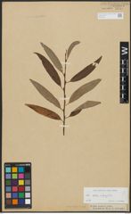 Foto von Salix alba L. x Salix fragilis L.